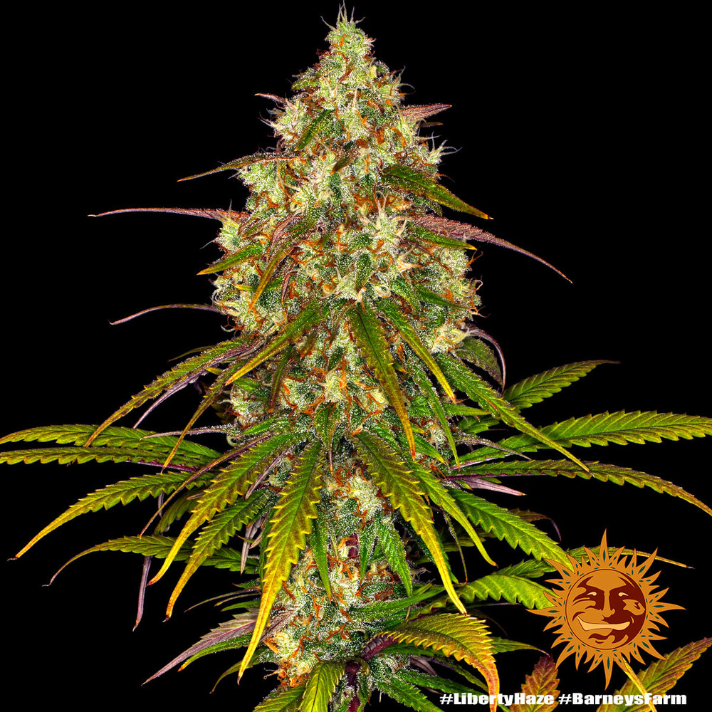 Liberty Haze Barney’s Farm