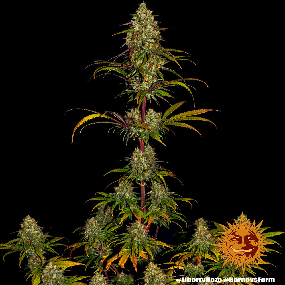 Liberty Haze Barney’s Farm