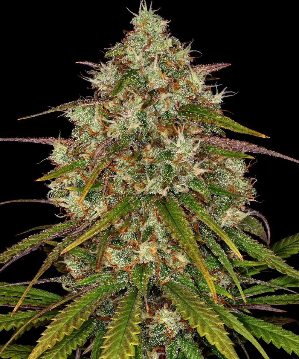 Liberty Haze Barney’s Farm