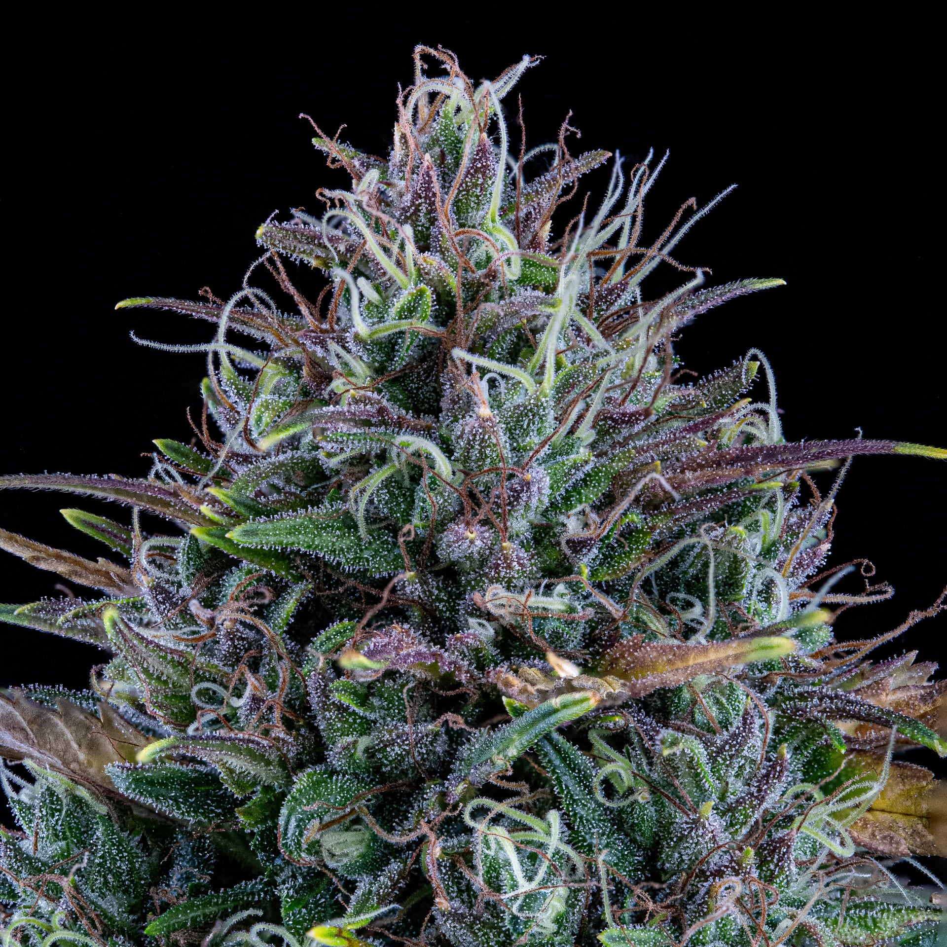 livers bx1 3+2er – mephisto genetics (autoflower samen)