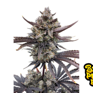 Banana Purple Punch Auto RF3 von Fast Buds