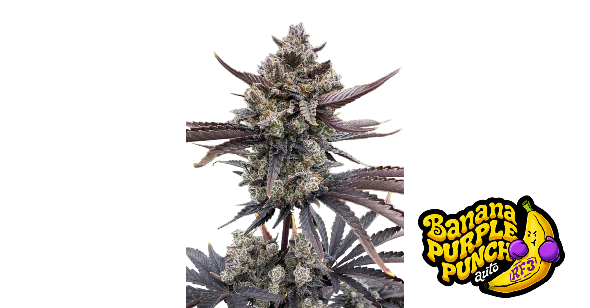 Banana Purple Punch Auto RF3 von Fast Buds