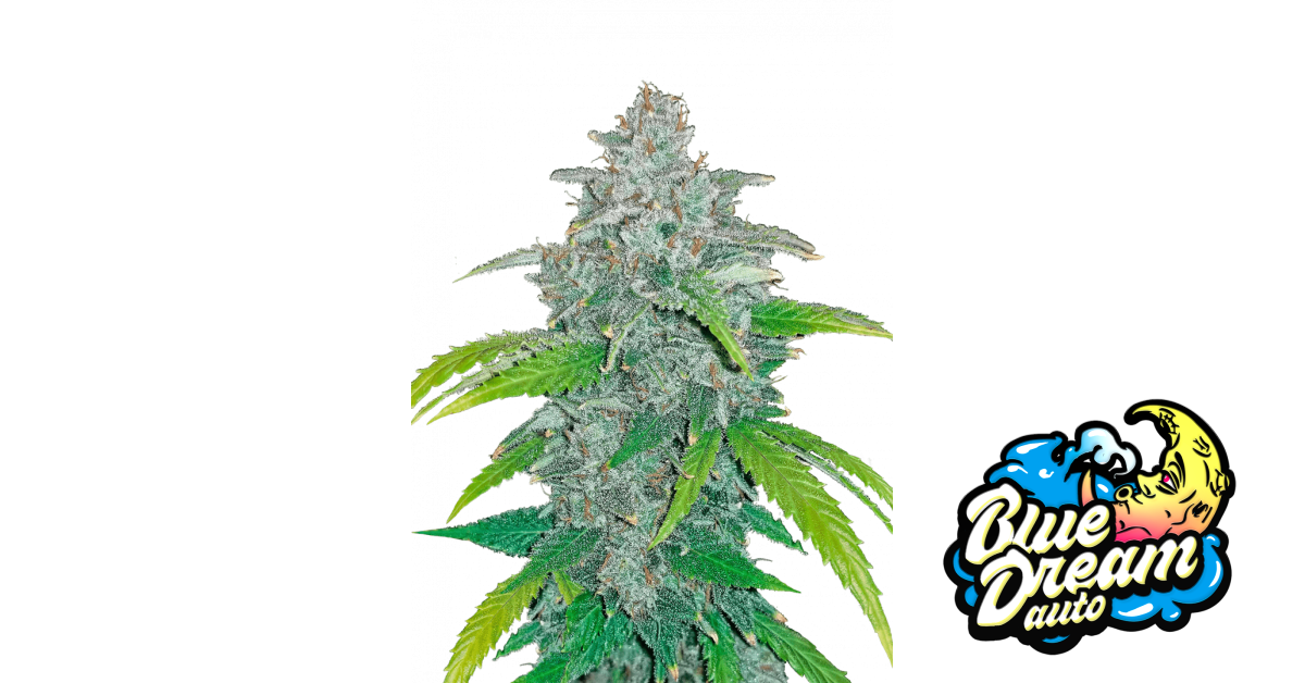 Blue Dream von Fast Buds