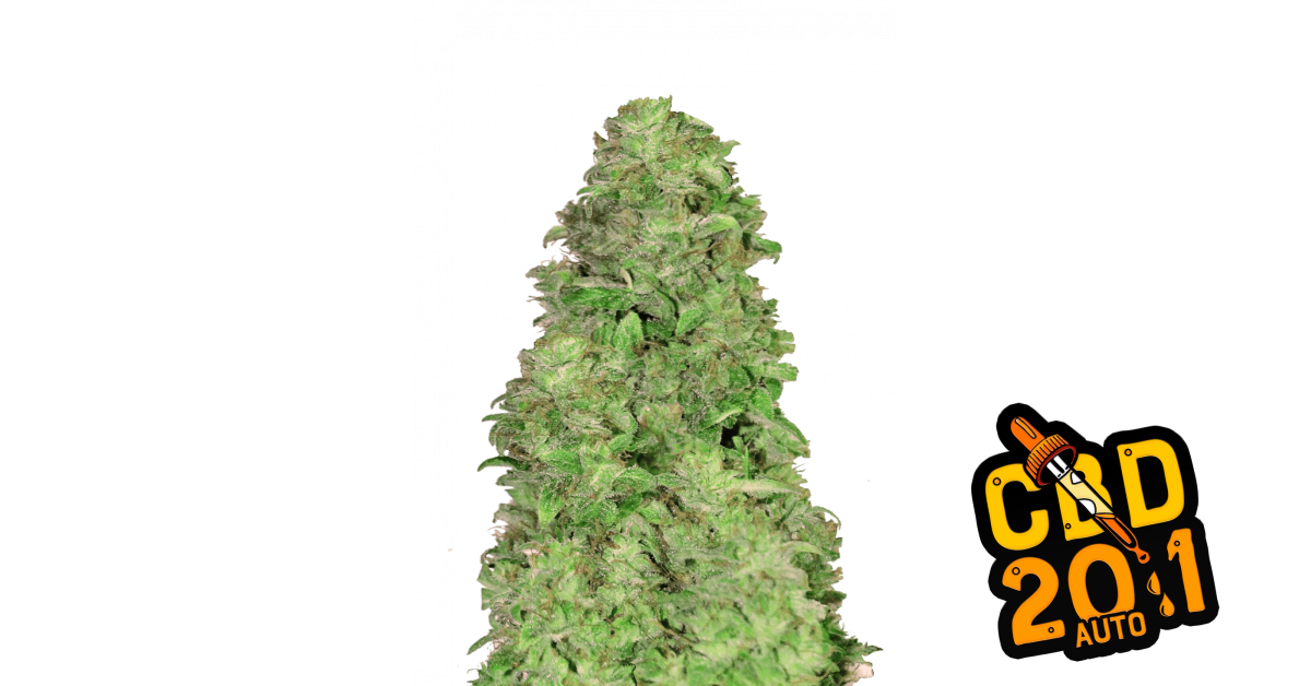CBD Auto 20