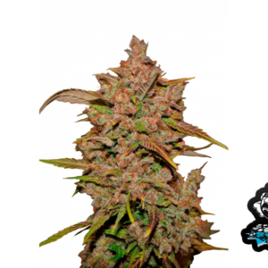 Crystal Meth Auto von Fast Buds