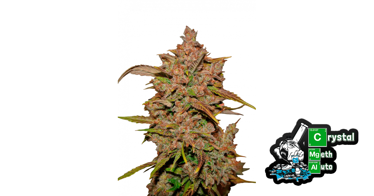Crystal Meth Auto von Fast Buds