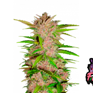 Fastberry Auto von Fast Buds