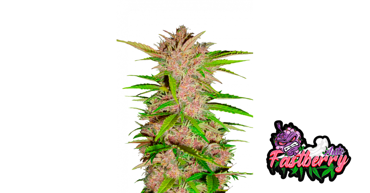 Fastberry Auto von Fast Buds