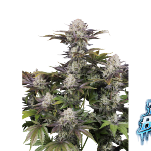 Frostbanger Auto von Fast Buds