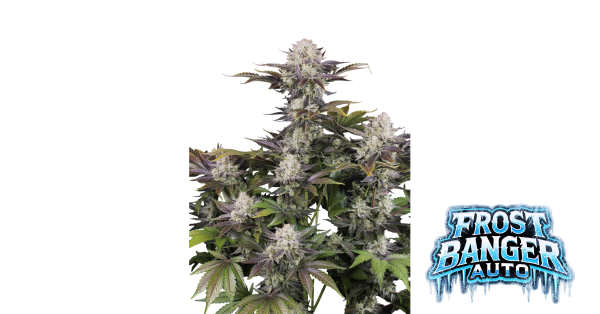Frostbanger Auto von Fast Buds