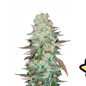 G14 Auto von Fast Buds