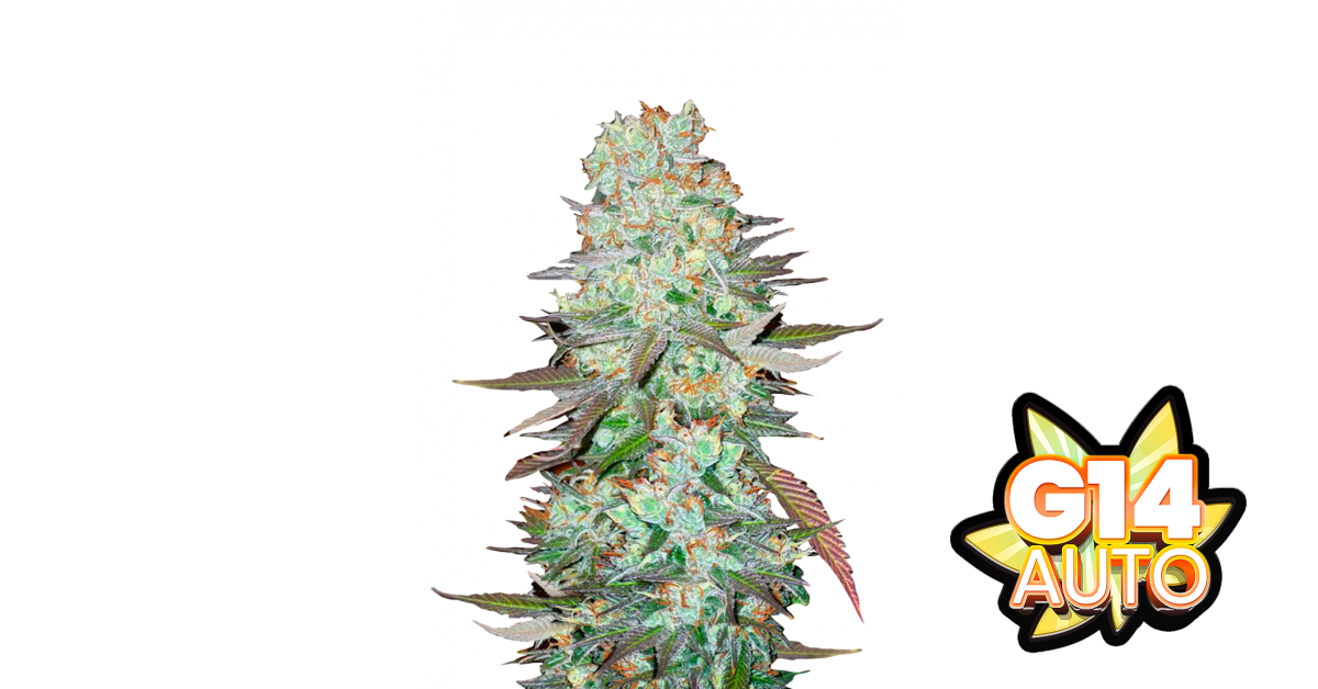 G14 Auto von Fast Buds