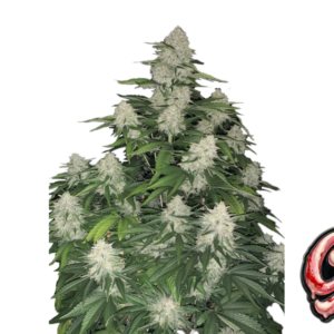Gelato Auto von Fast Buds