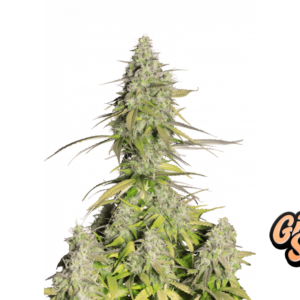 Girl Scout Cookies Auto von Fast Buds