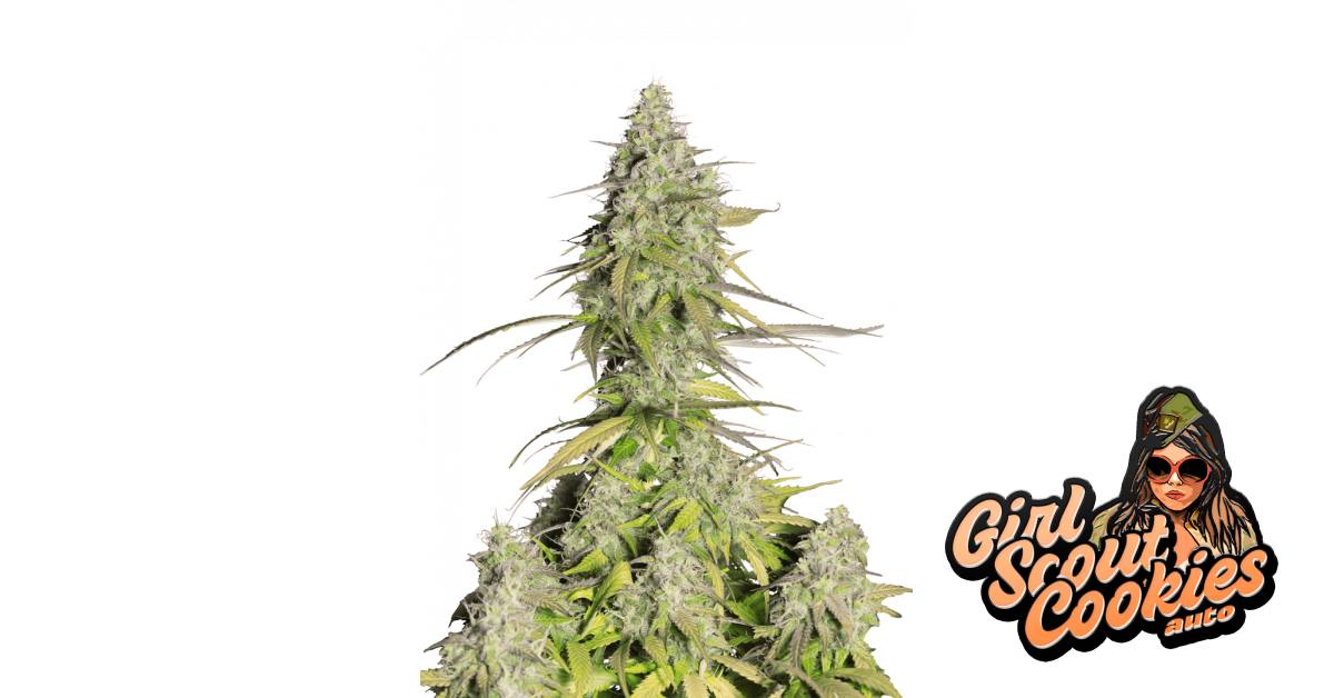Girl Scout Cookies Auto von Fast Buds
