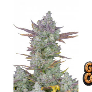 Gorilla Cookies Auto von Fast Buds
