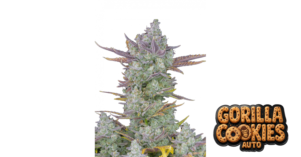 Gorilla Cookies Auto von Fast Buds