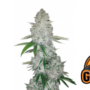 Gorilla Auto von Fast Buds
