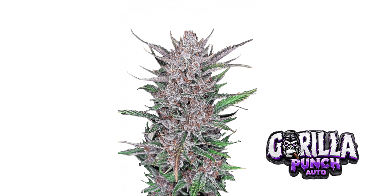Gorilla Punch Auto von Fast Buds