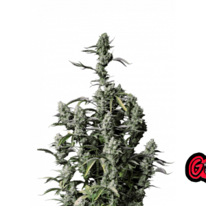 Gorilla Z Auto von Fast Buds