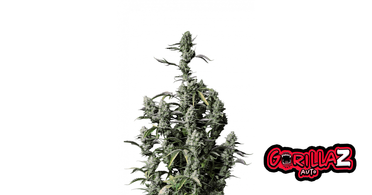Gorilla Z Auto von Fast Buds