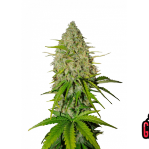 Grapefruit Auto von Fast Buds