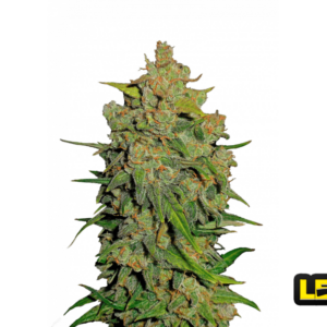 Lemon AK Auto von Fast Buds