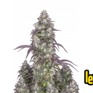 Lemon Pie Auto von Fast Buds