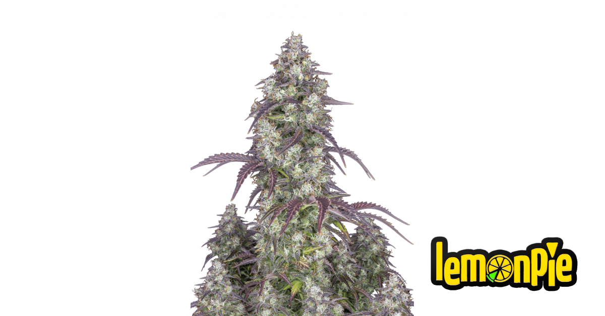 Lemon Pie Auto von Fast Buds