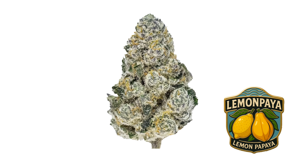 Lemonpaya von Fast Buds