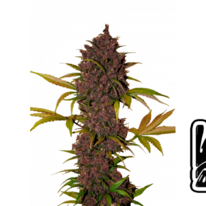 LSD-25 Auto von Fast Buds