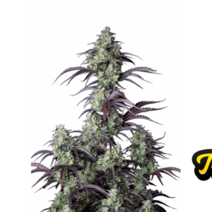 Mimosa Cake Auto von Fast Buds