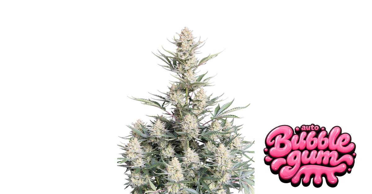 BubbleGum Auto von Fast Buds