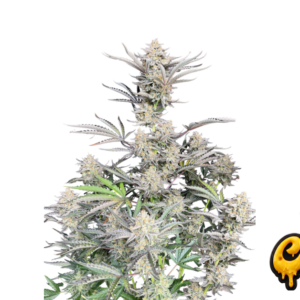 Cheese Auto von Fast Buds