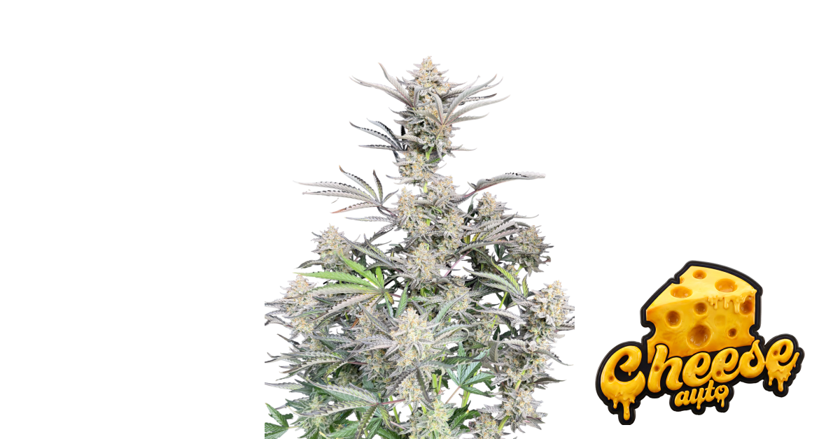 Cheese Auto von Fast Buds
