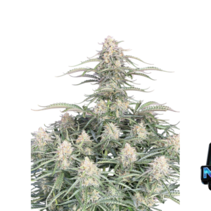 Northern Lights Auto von Fast Buds