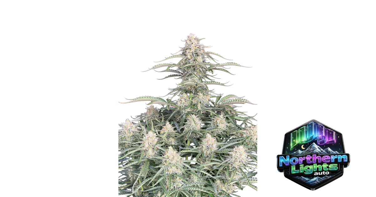 Northern Lights Auto von Fast Buds
