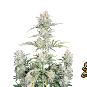 OG Kush Auto von Fast Buds