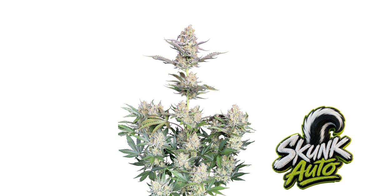Skunk Auto von Fast Buds