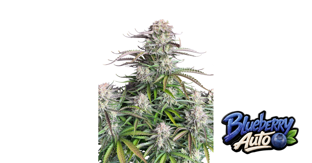 Blueberry Auto von Fast Buds