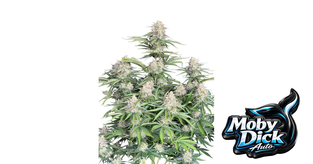 Moby Dick von Fast Buds