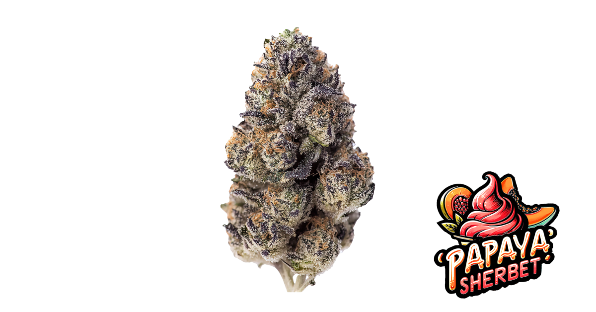 Papaya Sherbet von Fast Buds