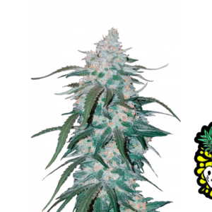 Pineapple Express Auto von Fast Buds