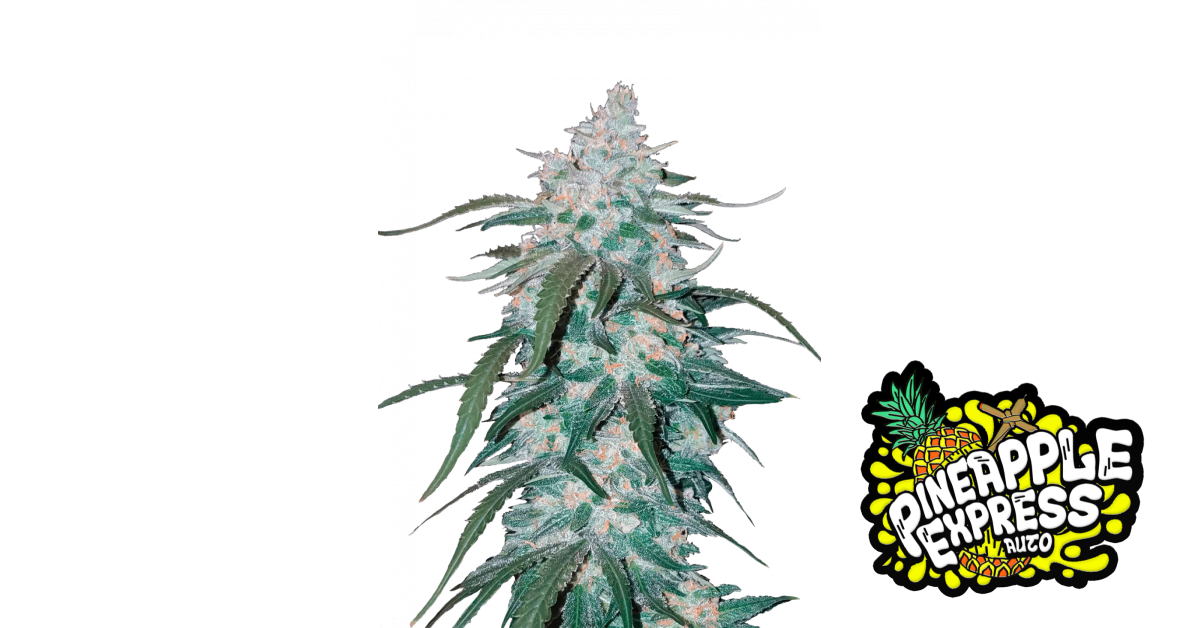 Pineapple Express Auto von Fast Buds