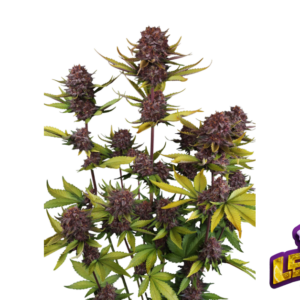 Purple Lemonade Auto RF3 von Fast Buds