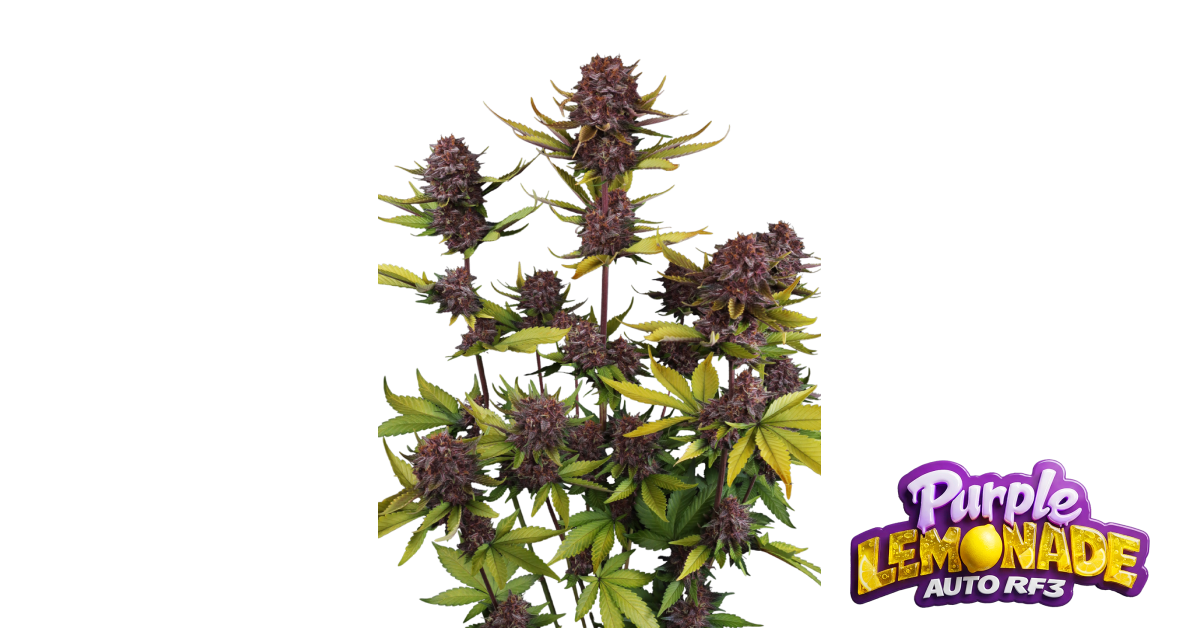 Purple Lemonade Auto RF3 von Fast Buds