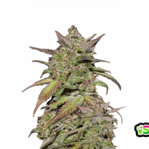 Smoothie von Fast Buds
