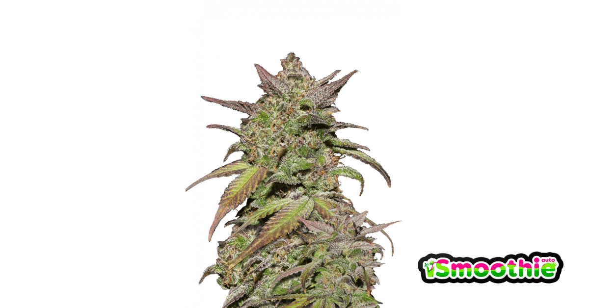 Smoothie von Fast Buds
