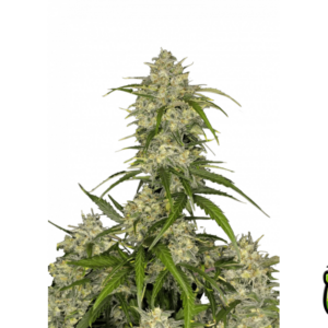 Sour Jealousy von Fast Buds