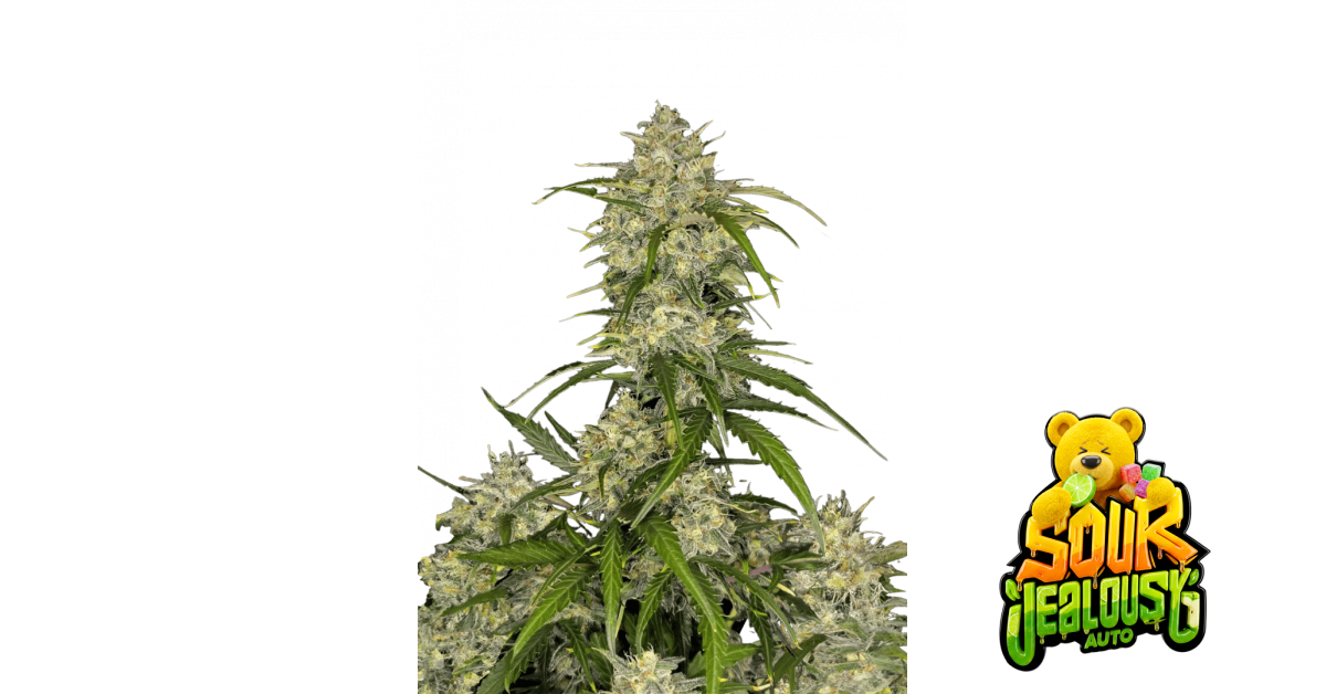 Sour Jealousy von Fast Buds